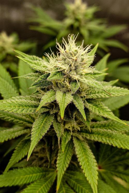 Positronics Seeds Test +1. Week 13 - Purple Cherry