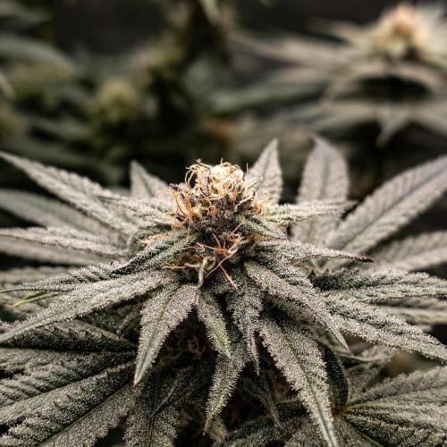 Positronics Seeds Test +1. Week 13 - Ocean Spray