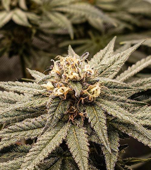 Positronics Seeds Test +1. Week 13 - Ocean Spray