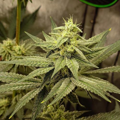 Positronics Seeds Test +1. Week 13 - Blue Zushi