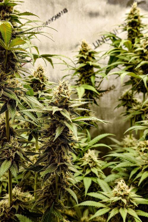 Positronics Seeds Test +1. Week 14 - Purple Cherry