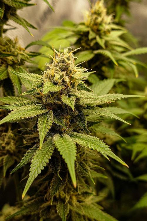 Positronics Seeds Test +1. Week 14 - Purple Cherry