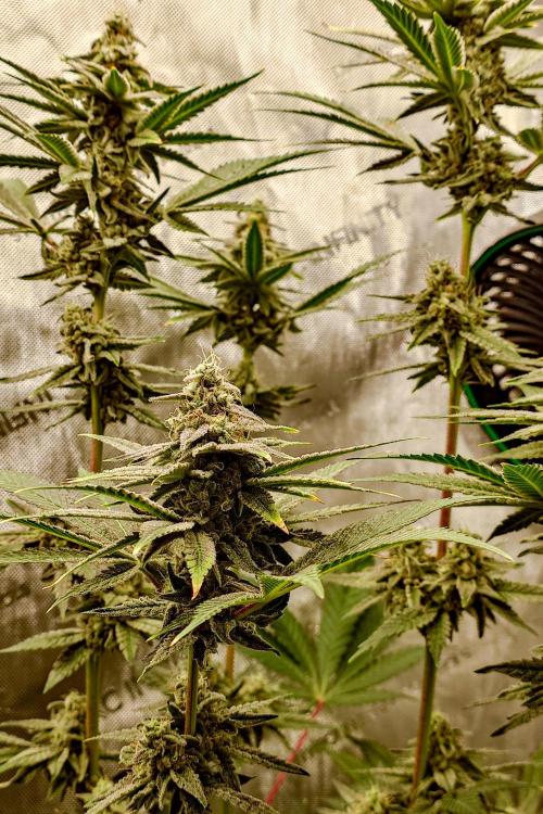 Positronics Seeds Test +1. Week 14 - Blue Zushi