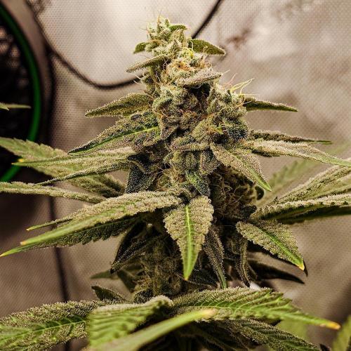 Positronics Seeds Test +1. Week 14 - Blue Zushi