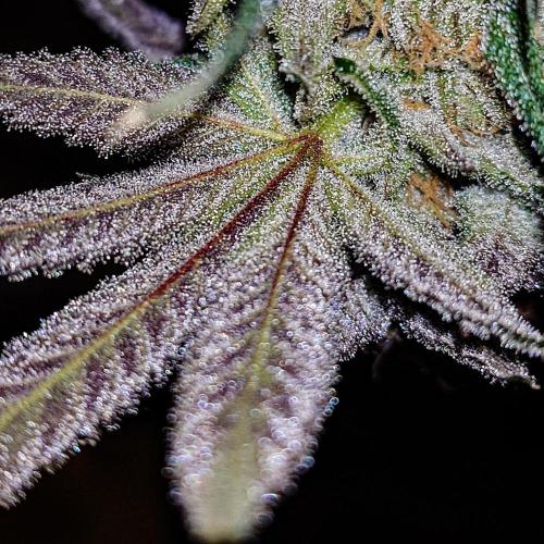 Positronics Seeds Test +1. Week 15