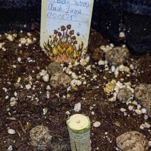 Positronics Seeds Test +1. Week 15