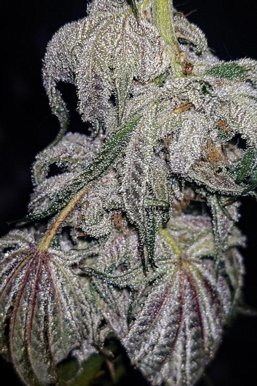 Positronics Seeds Test +1. Week 15