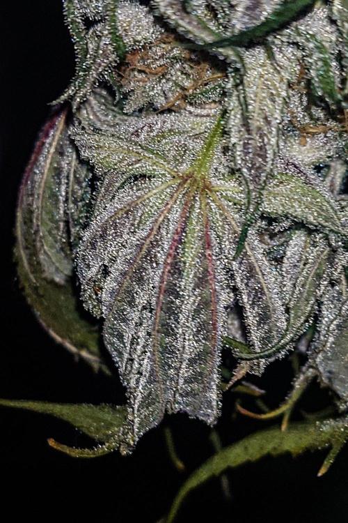 Positronics Seeds Test +1. Week 15