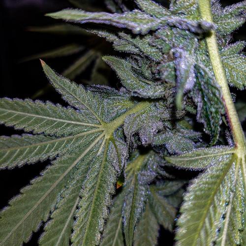 Positronics Seeds Test +1. Week 15
