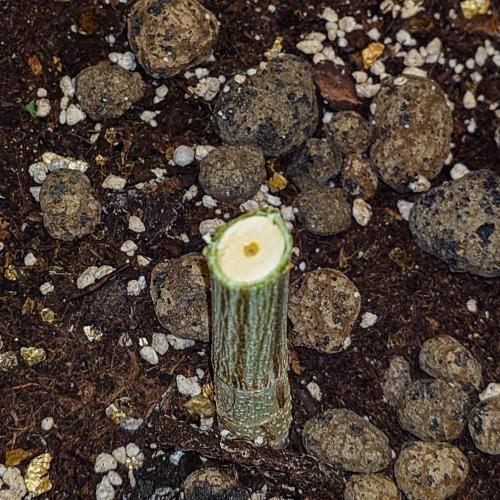 Positronics Seeds Test +1. Week 15