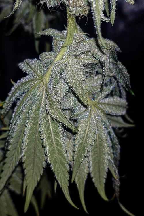 Positronics Seeds Test +1. Week 15