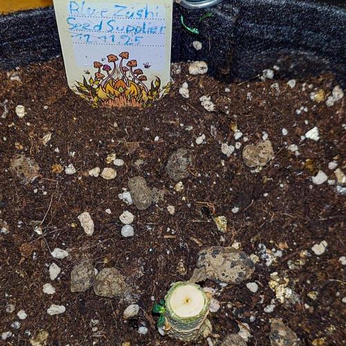 Positronics Seeds Test +1. Week 15