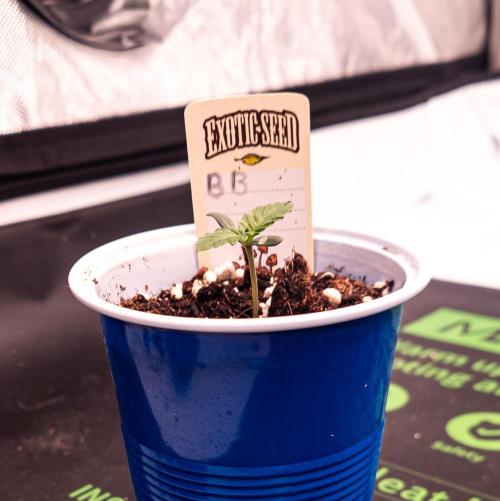 Seed Supplier Project. Week 1