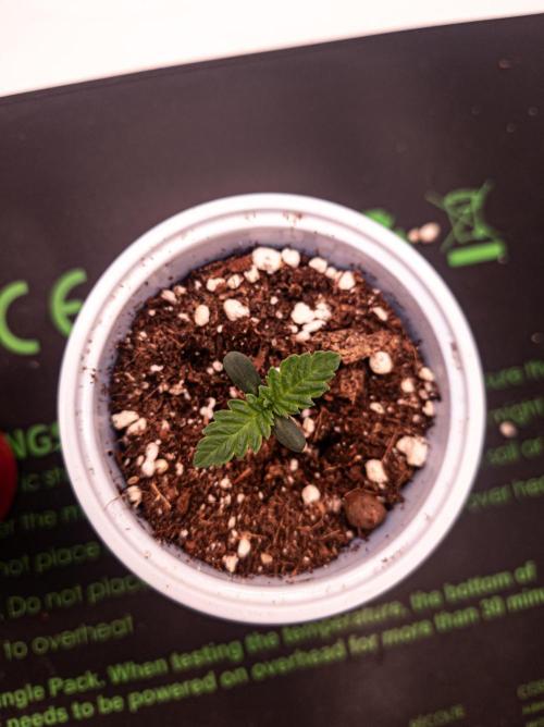 Seed Supplier Project. Week 1