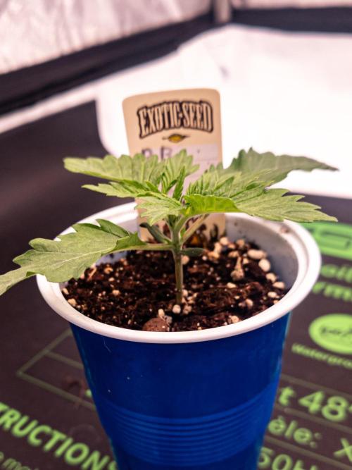 Seed Supplier Project. Week 2 - Almost 6cm in height