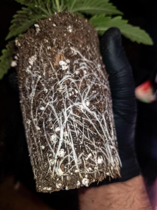 Seed Supplier Project. Week 3