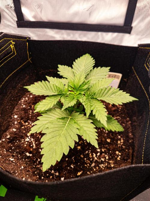 Seed Supplier Project. Week 3