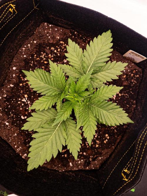 Seed Supplier Project. Week 3