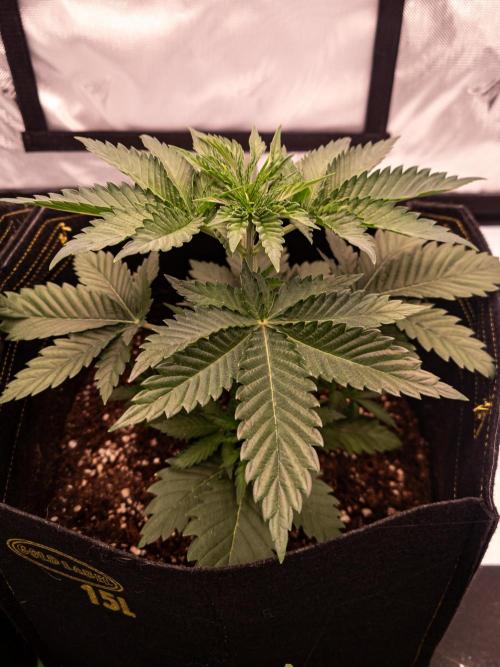 Seed Supplier Project. Week 4
