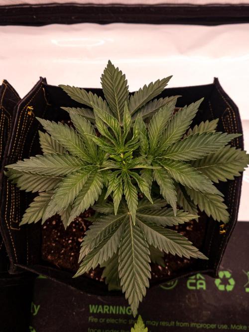 Seed Supplier Project. Week 4