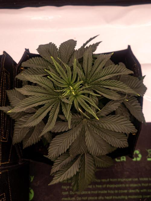 Seed Supplier Project. Week 5