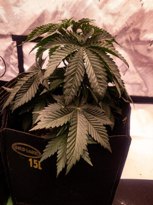 Seed Supplier Project. Week 5