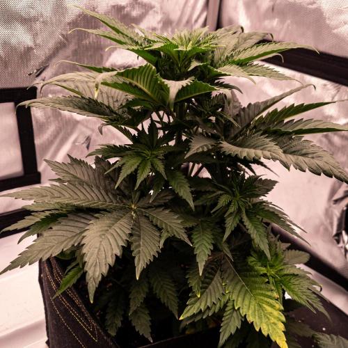 Seed Supplier Project. Week 6