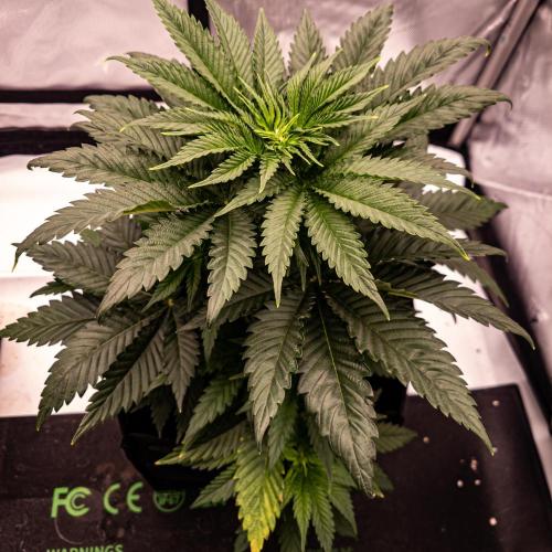 Seed Supplier Project. Week 6