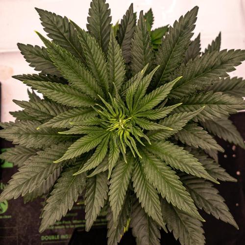 Seed Supplier Project. Week 6