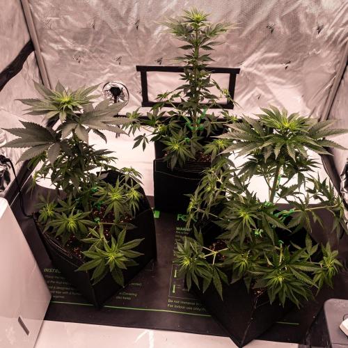 Seed Supplier Project. Week 7