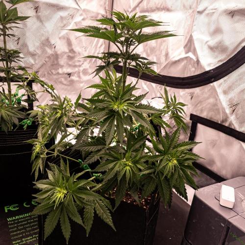 Seed Supplier Project. Week 7