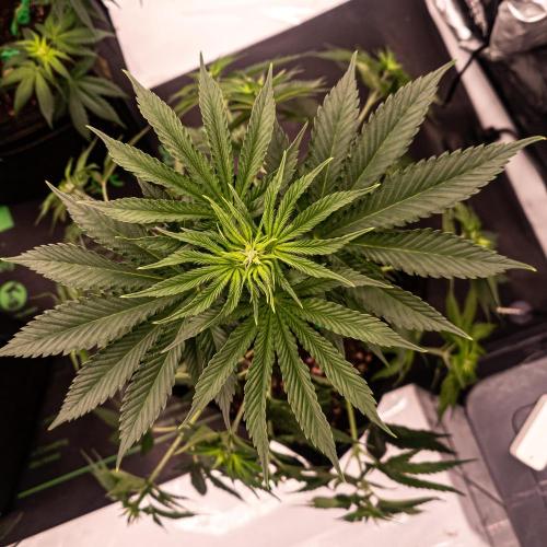 Seed Supplier Project. Week 7