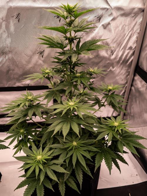 Seed Supplier Project. Week 8