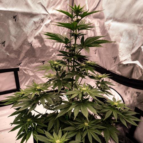 Seed Supplier Project. Week 8