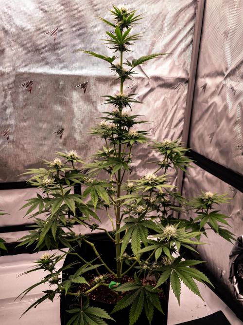 Seed Supplier Project. Week 9