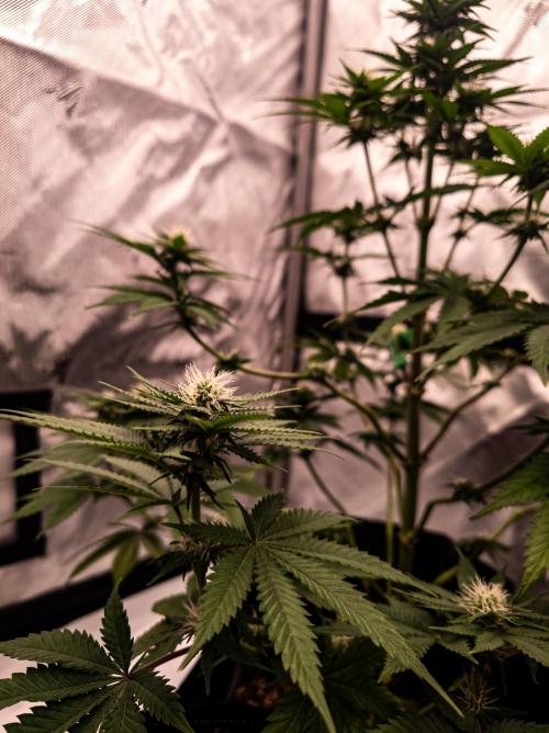 Seed Supplier Project. Week 9