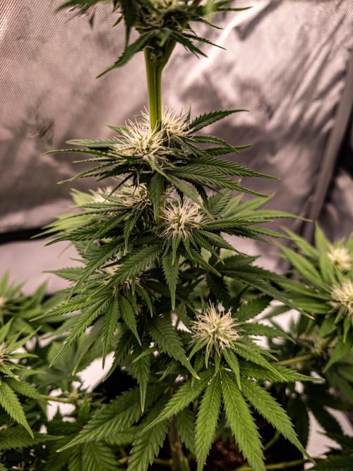 Seed Supplier Project. Week 9
