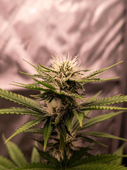 Seed Supplier Project. Week 9
