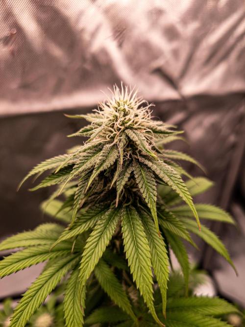 Seed Supplier Project. Week 10