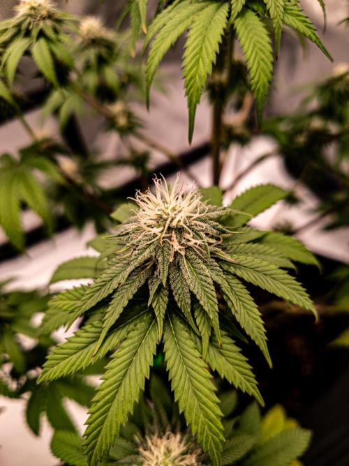 Seed Supplier Project. Week 10