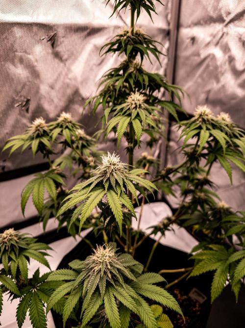 Seed Supplier Project. Week 10