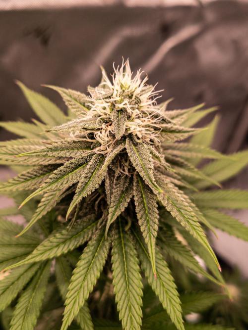 Seed Supplier Project. Week 11