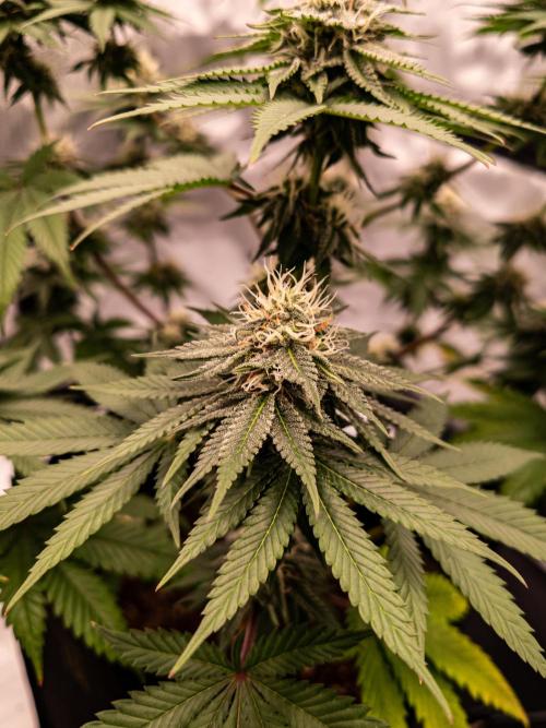 Seed Supplier Project. Week 11
