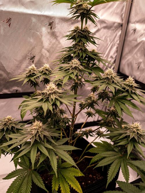 Seed Supplier Project. Week 11