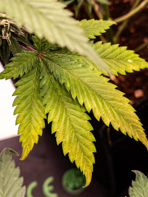 Seed Supplier Project. Week 11