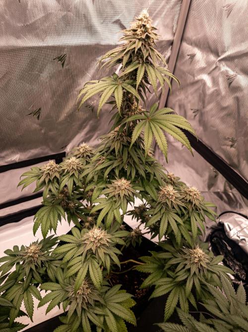 Seed Supplier Project. Week 12