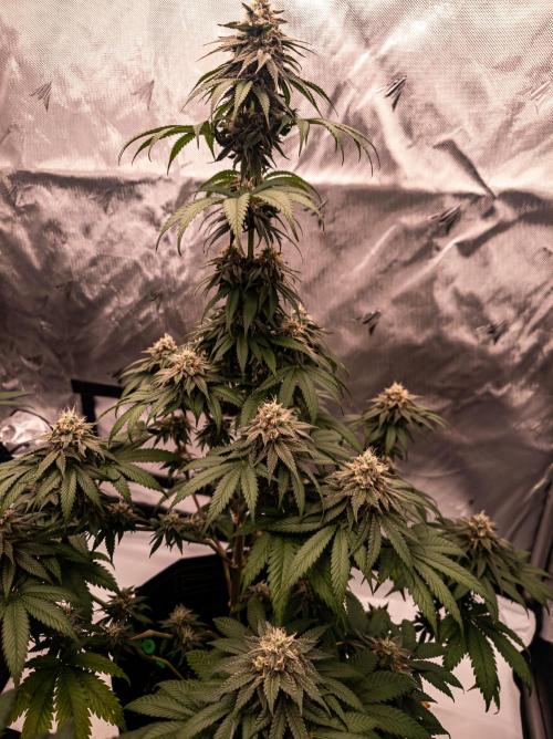 Seed Supplier Project. Week 12