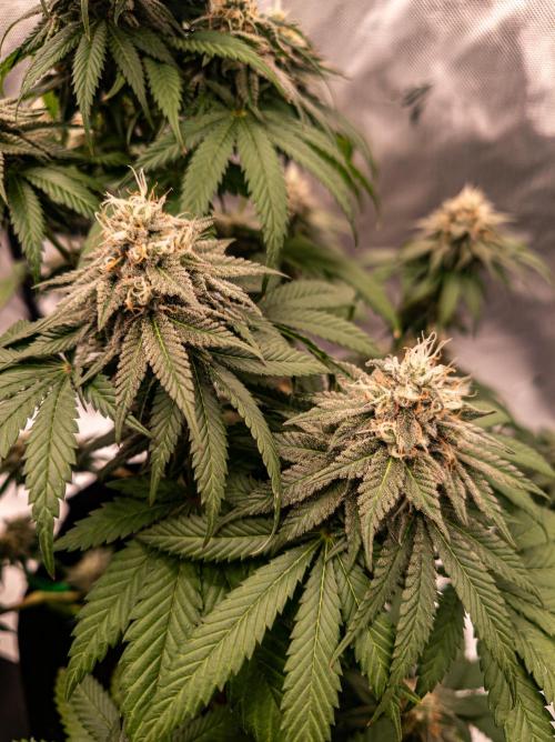 Seed Supplier Project. Week 12