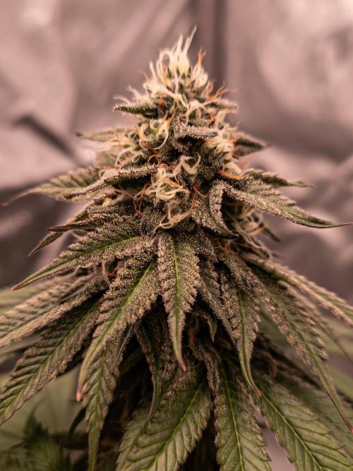 Seed Supplier Project. Week 12