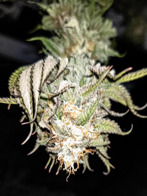 Seed Supplier Project. Week 13
